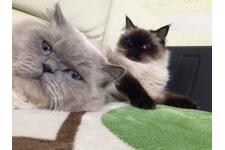 ゴメス昆野ナンシーブリーダー