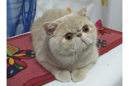 販売中のエキゾチックショートヘアの親猫