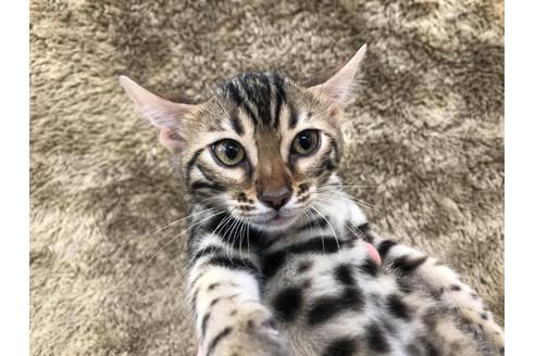 ベンガル 子猫ブリーダーナビ