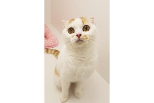 販売中のスコティッシュフォールドの親猫