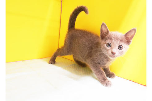 ロシアンブルー ロシアンブルーの子猫を探す（20ページ目）｜子猫ブリーダーナビ