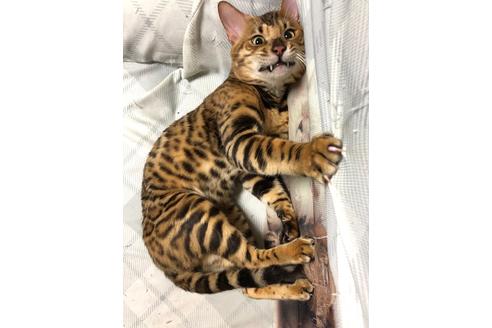 馬場麻衣子ブリーダーの詳細の1枚目