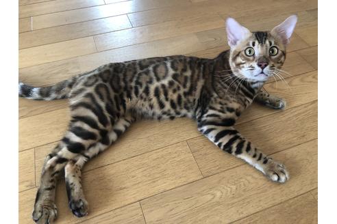 馬場麻衣子ブリーダーの詳細