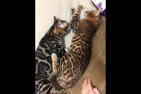 馬場麻衣子ブリーダーの詳細