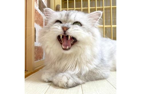 販売中のサイベリアンの親猫