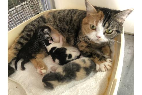 販売中のスコティッシュフォールドの親猫