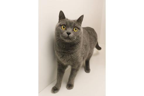 販売中のブリティッシュショートヘアの親猫