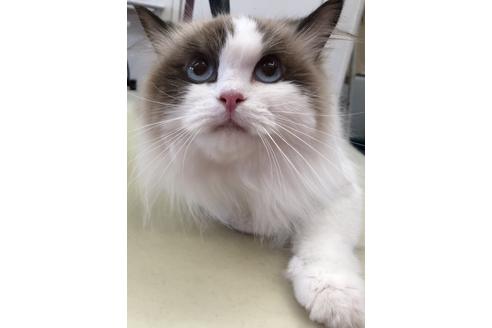 販売中のミヌエットの親猫