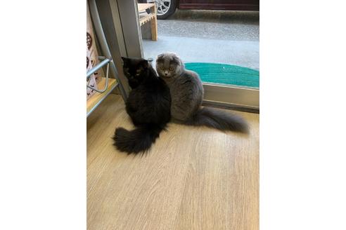 販売中のスコティッシュフォールドの親猫