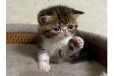 石川茂ブリーダー