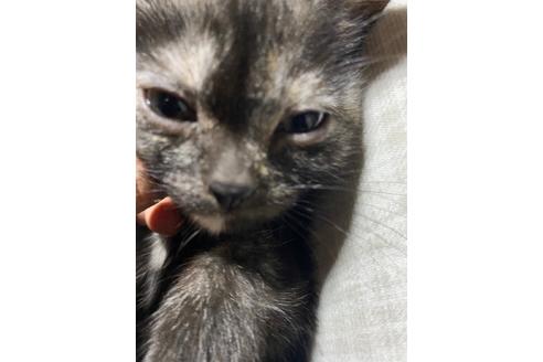 埼玉県のアメリカンショートヘア 女の子 10 08生まれ ブラックパッチドタビー 子猫id 子猫ブリーダーナビ