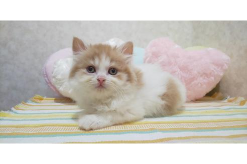 ラガマフィンのブリーダーを探す 子猫ブリーダーナビ