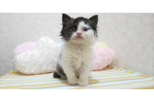 ラガマフィンのブリーダーを探す 子猫ブリーダーナビ ラガマフィンのブリーダーを探す 子猫ブリーダーナビ