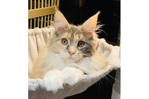 メインクーンの子猫販売情報 子猫ブリーダーナビ メインクーンの子猫販売情報 子猫ブリーダーナビ