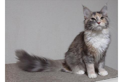 メインクーンの子猫販売情報 子猫ブリーダーナビ