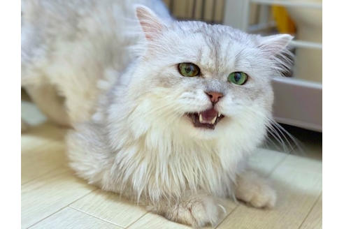 販売中のサイベリアンの親猫