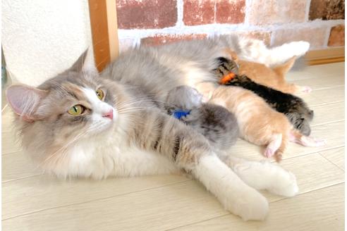 販売中のサイベリアンの親猫
