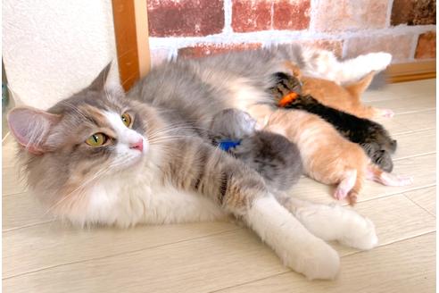 販売中のサイベリアンの親猫