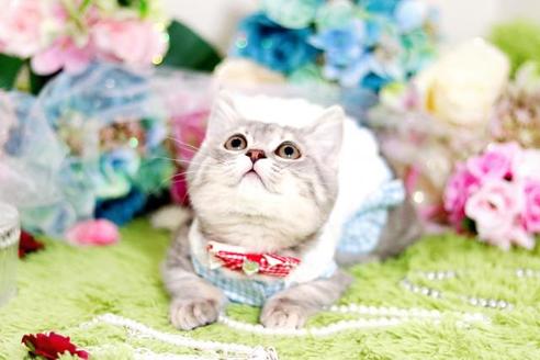 北海道のマンチカン 女の子 10 17生まれ ブルーパッチドタビー 子猫id 子猫ブリーダーナビ