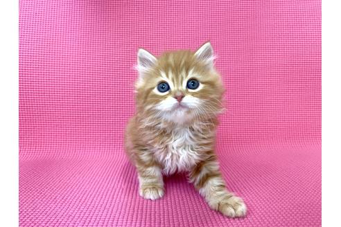千葉県のサイベリアンフォレストキャットの子猫販売情報 子猫ブリーダーナビ