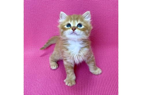 千葉県のサイベリアンフォレストキャットの子猫販売情報 子猫ブリーダーナビ