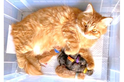 販売中のサイベリアンの親猫