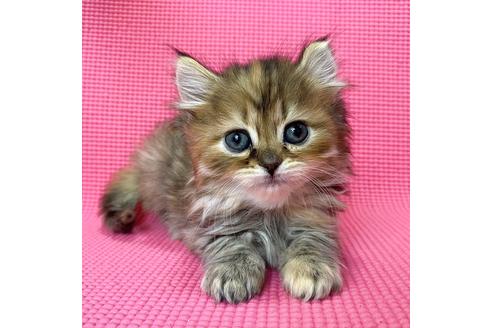 千葉県のサイベリアンフォレストキャットの子猫販売情報 子猫ブリーダーナビ