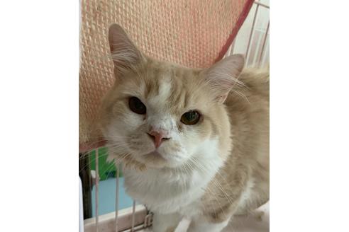 販売中のスコティッシュフォールドの親猫