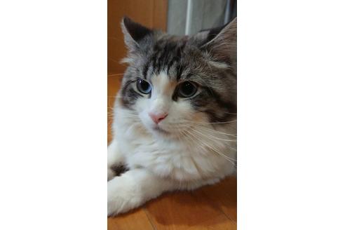 販売中のサイベリアンの親猫