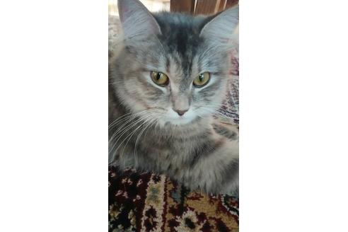 販売中のサイベリアンの親猫