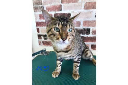 販売中のベンガルの親猫