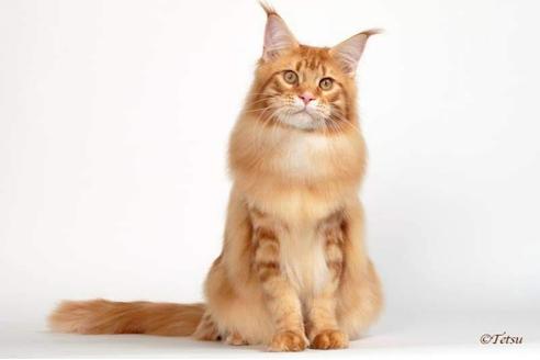 新潟県のブリーダーを探す 子猫ブリーダーナビ