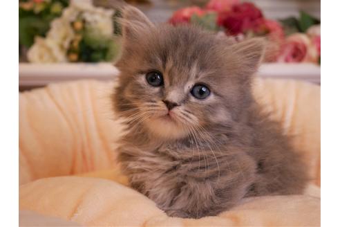 広島県のマンチカン 女の子 21 02 12生まれ ブルースモーク 子猫id 子猫ブリーダーナビ
