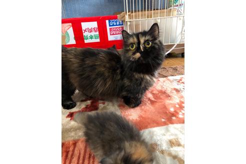 販売中のマンチカンの親猫