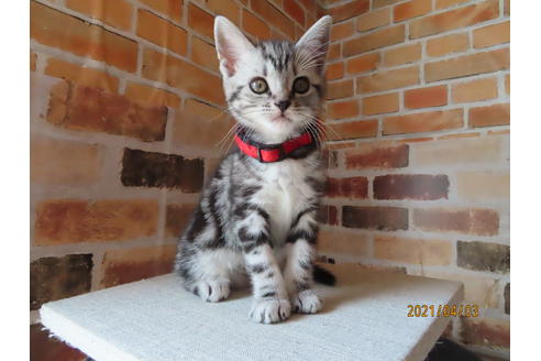 10万円 万円の価格帯 子猫特集 子猫ブリーダーナビ