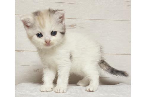 子猫販売情報 24ページ目 子猫ブリーダーナビ 子猫販売情報 24ページ目 子猫ブリーダーナビ