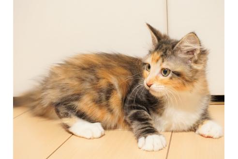 大阪府のメインクーン 女の子 12 24生まれ キャリコ 子猫id 子猫ブリーダーナビ 大阪府のメインクーン 女の子 12 24生まれ キャリコ 子猫id 子猫ブリーダーナビ
