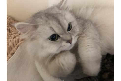 販売中のペルシャ(チンチラ)の親猫
