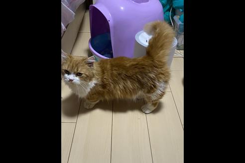 販売中のミヌエットの親猫