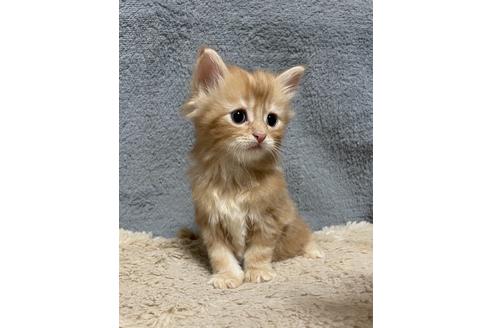 メインクーンの子猫販売情報 子猫ブリーダーナビ メインクーンの子猫販売情報 子猫ブリーダーナビ