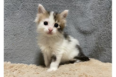メインクーンの子猫販売情報 子猫ブリーダーナビ メインクーンの子猫販売情報 子猫ブリーダーナビ