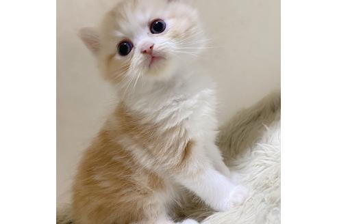 鹿児島県のブリーダーを探す 子猫ブリーダーナビ 鹿児島県のブリーダーを探す 子猫ブリーダーナビ