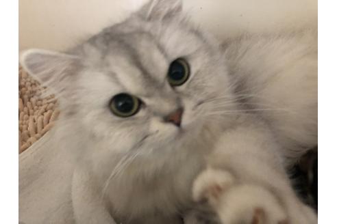 販売中のペルシャ(チンチラ)の親猫