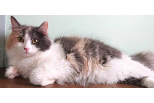 販売中のサイベリアンの親猫