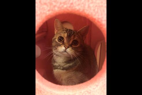 販売中のマンチカンの親猫