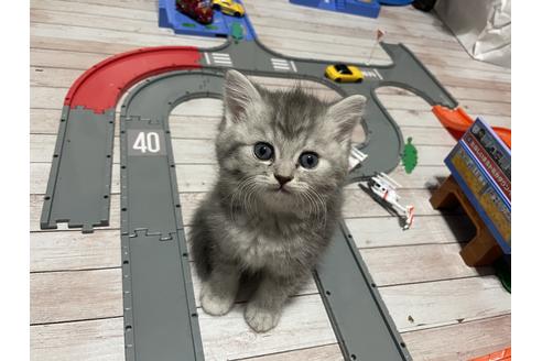 阿部悠太ブリーダーのスコティッシュフォールドの子猫