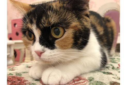 販売中のスコティッシュフォールドの親猫