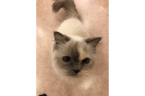 販売中のミヌエットの親猫