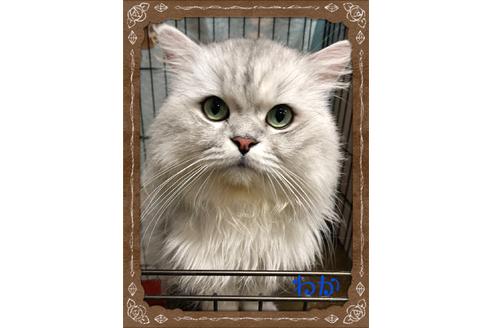 販売中のミヌエットの親猫