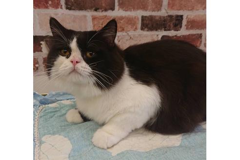 販売中のブリティッシュショートヘアの親猫